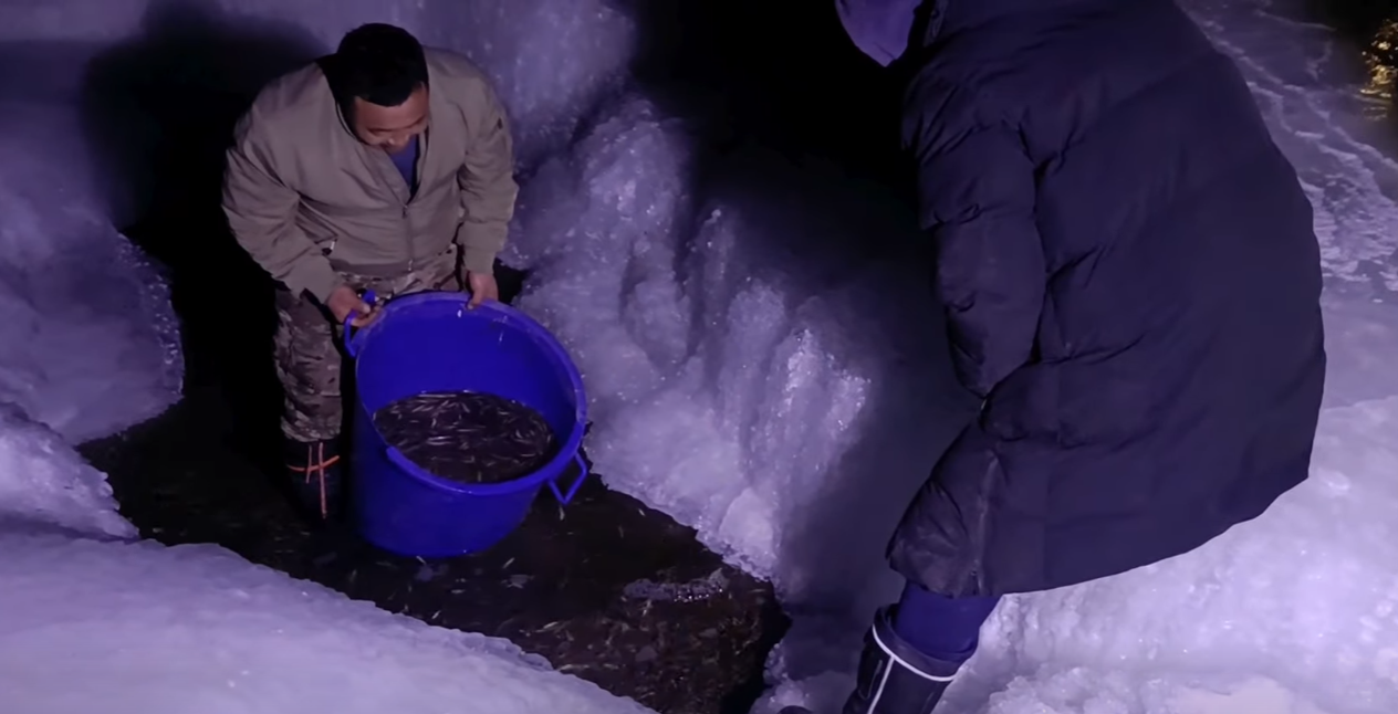 Сэлбэ голын загасыг Туул голын харзалсан хэсэгт шилжүүлжээ